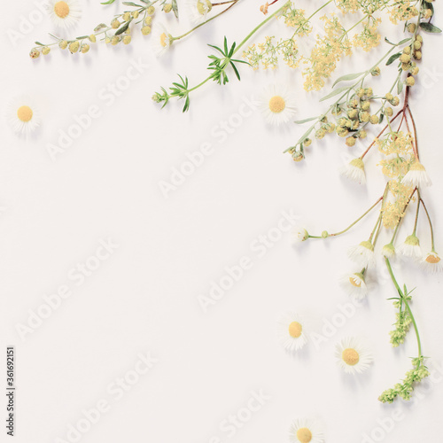 wildflowers on white paper background © Maya Kruchancova