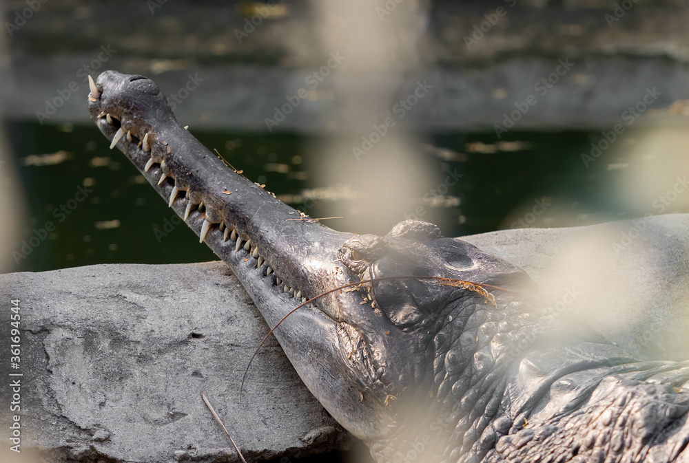 Fototapeta premium Close up False Gharial was Sunbathing on The Rock