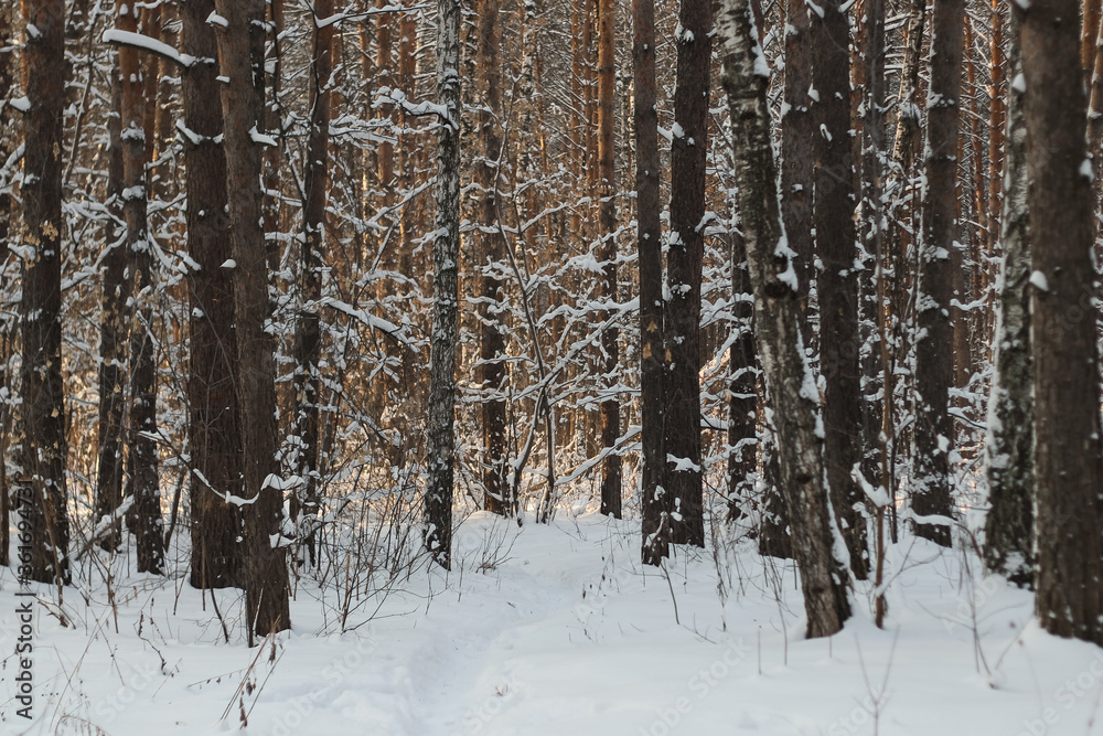 snowy road in the winter forest