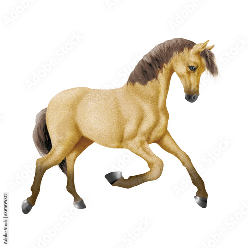 cheval  isol    animal  jaune  mammif  re    talon  brun  ferme  debout  fond blanc  crin  noir  poney  chevalin  andalou  galop  personne  b  tail  amoureux des chevaux  nature  poulain  courir  jeune
