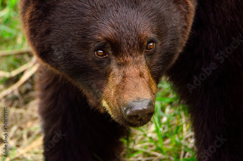 Black Bear