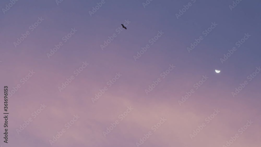 Low angle view of blue evening sky with bird flying up near moon slow motion. Silhouette of eagle hovering above at night background copy text space. Motion wallpaper nature romantic mood Low angle view of blue evening sky with bird flying up near moon slow motion. Silhouette of eagle hovering above at night background copy text space. Motion wallpaper nature romantic mood