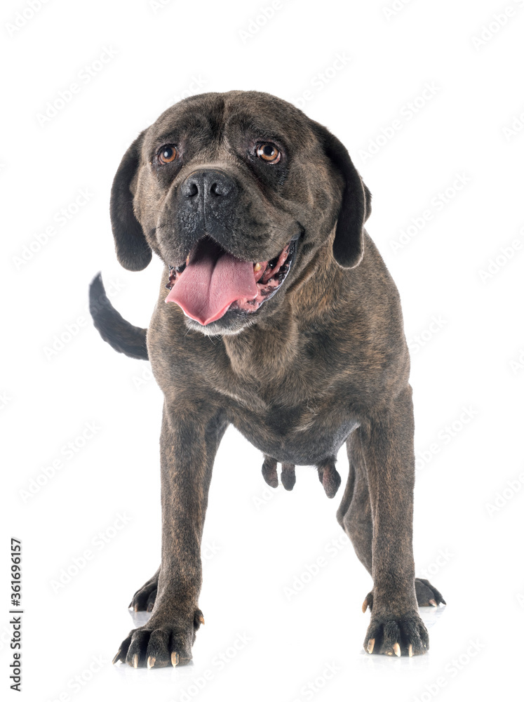 Obraz premium cane corso in studio