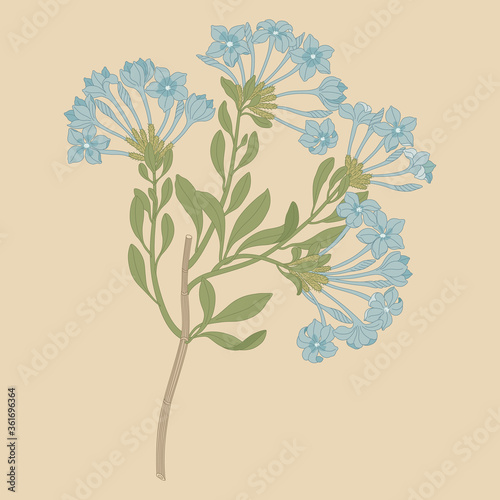  Plumbago capensis. Branch of blue flowers. Isolated vector illustration. 