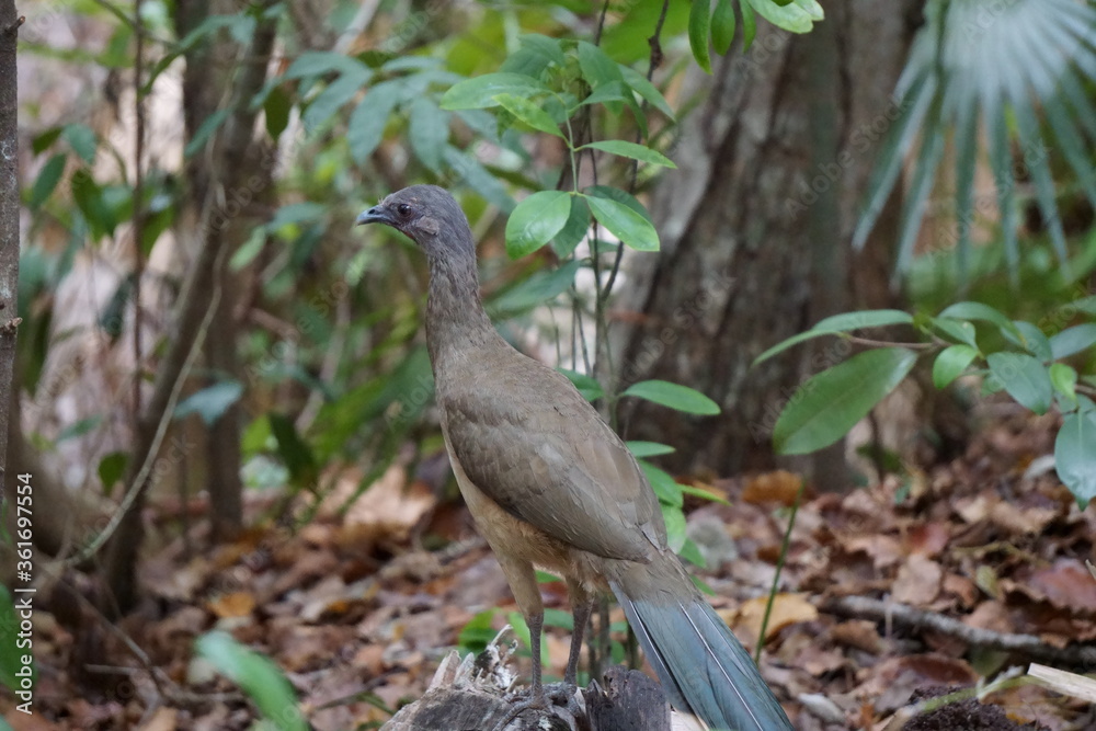 Roadrunner in a Park in Cancun Roadrunner in a Park in Cancun