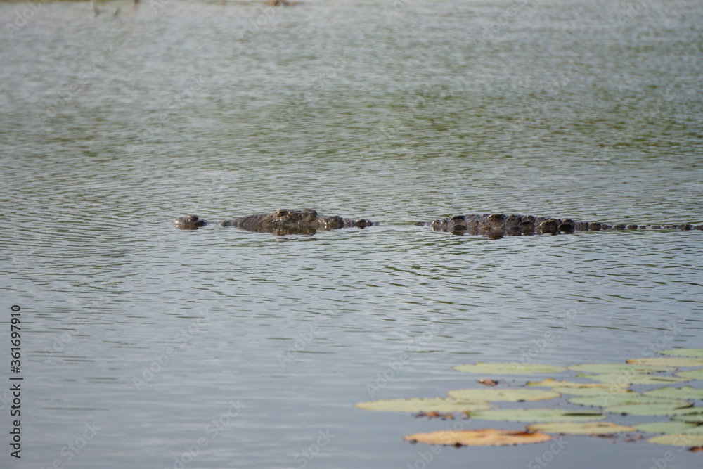Alligator in a lake in Cancun Alligator in a lake in Cancun