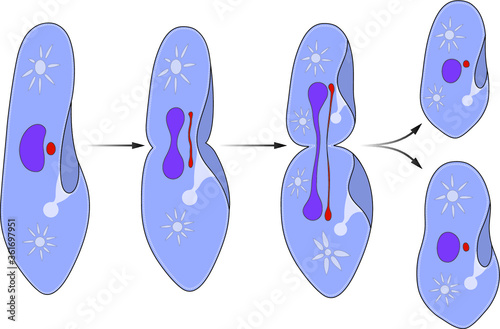 Reproduction of a paramecium