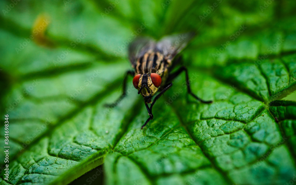 Naklejka premium Fliege im Detail