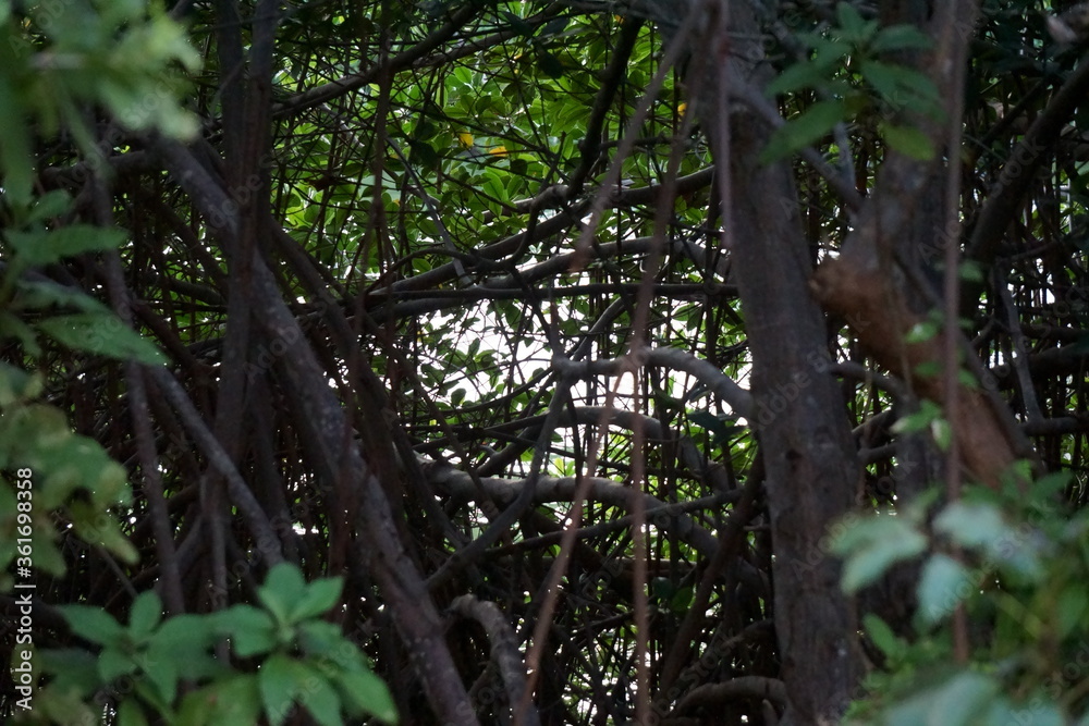 Natural Secluded Area in Cancun