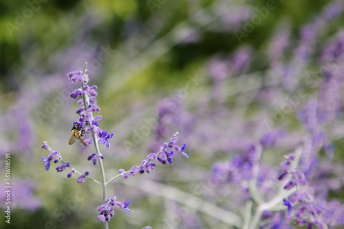 Fototapeta Naklejka Na Ścianę i Meble -  Bees on lavender blooms in cottage garden