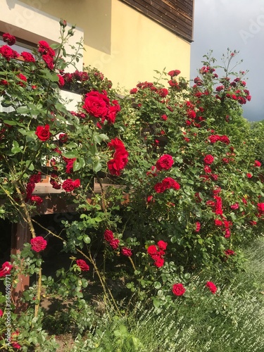 flowers in the garden