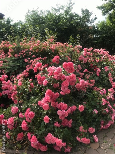 flowers in the park