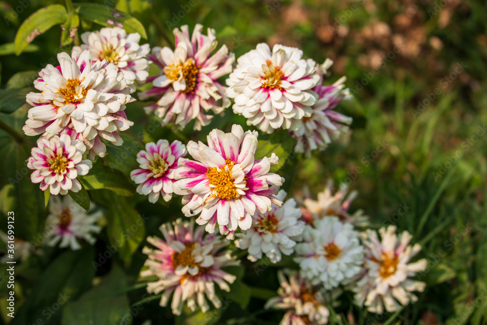Zinnia Marylandica 'Double Zahara White' flowers Zinnia Marylandica 'Double Zahara White' flowers