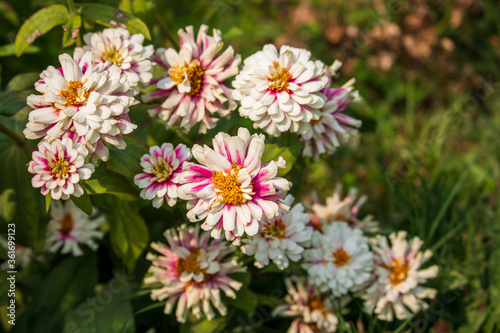 Zinnia Marylandica 'Double Zahara White' flowers © mamorshedalam