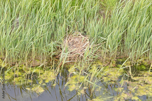 Coot`s nest coot without eggs photo