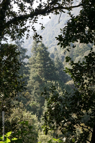 Pine Tree in Mexican Park