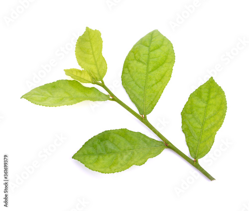 green siamese rough bush leaves use for herb concept.