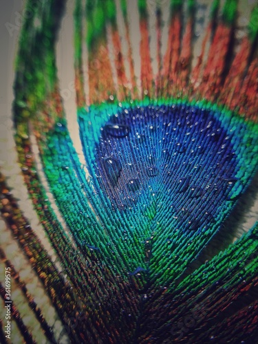 Dew drops on peacock feather close up