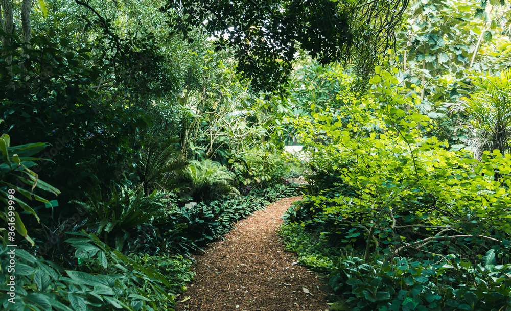 Dirt trail among lush green forest. Dirt trail among lush green forest.