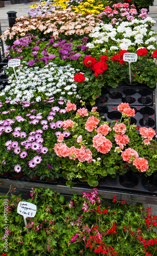 Flower market Kouter in Ghent Belgium