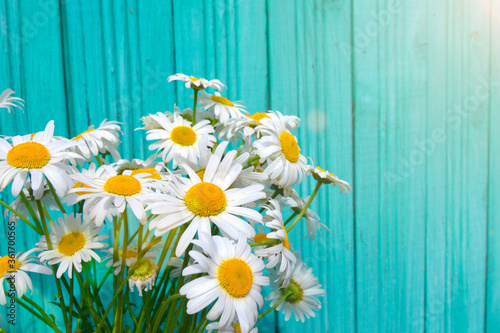 beautiful summer camomile on a background of wooden fence © Alena