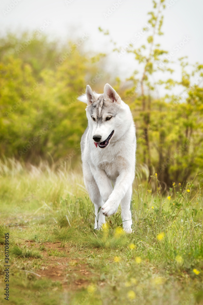 A young Siberian Husky is running at a pasture. The dog has grey and white fur; his eyes are brown. There is a lot of grass, green plants, and yellow flowers around him; the sky is grey