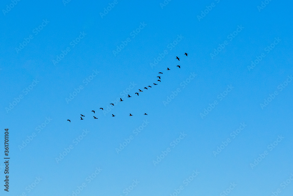 Flock of migratory birds in a blue sky