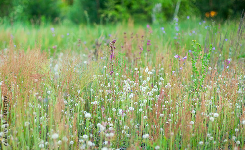 retro flowers background. field of blooming white dandelions.