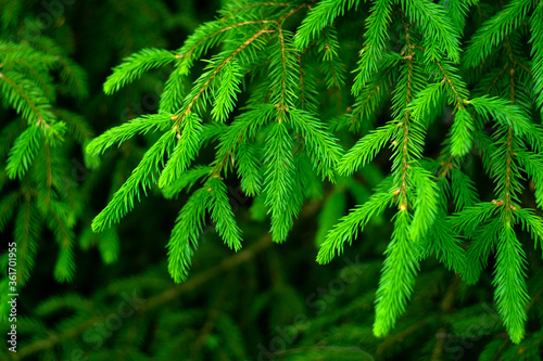 Green spruce branches  blurred background