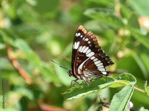 Lorquin's Admiral butterfly sitting on a leaf. Missing a chunk of one wing, appears injured.  Imperfect beauty. © Diane