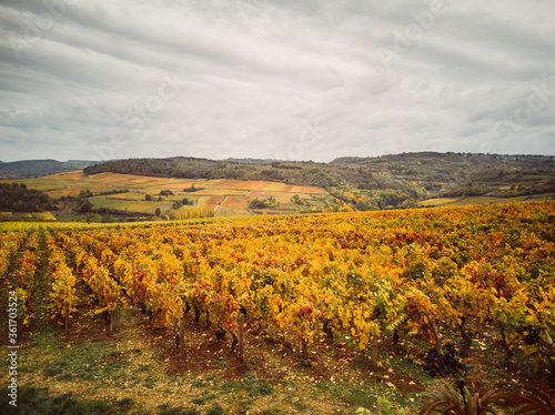 Un vignoble automnal. Des vignes pendant l'automne. La Côte-d'Or. Des vignes jaunes te dorées pendant l'automne. Un paysage de vignes pendant l'automne