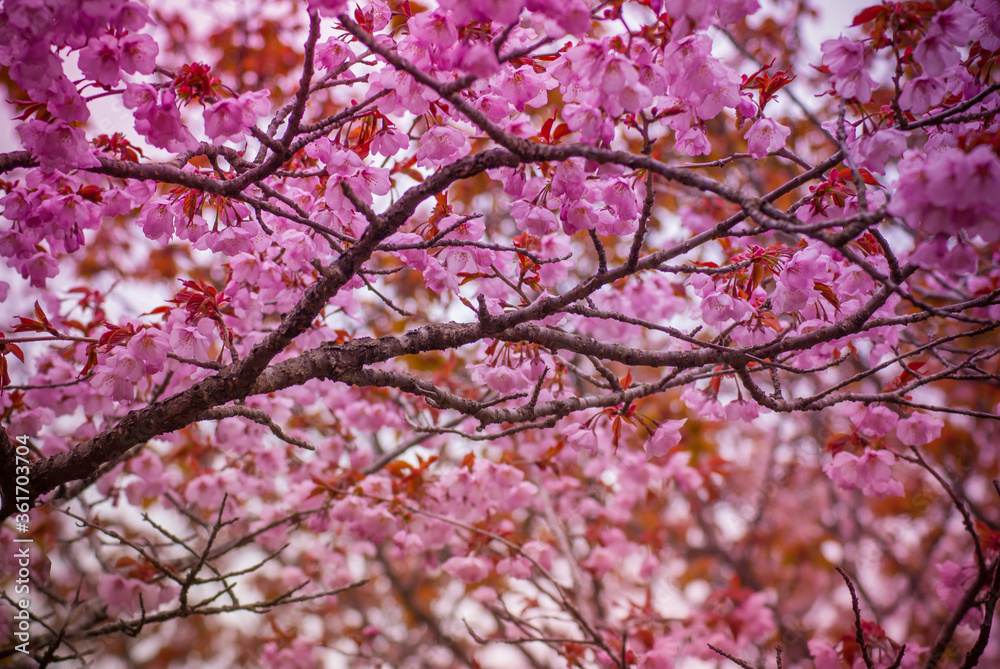 Spring flowers. Delicate spring background. Sakura Spring flowers. Delicate spring background. Sakura