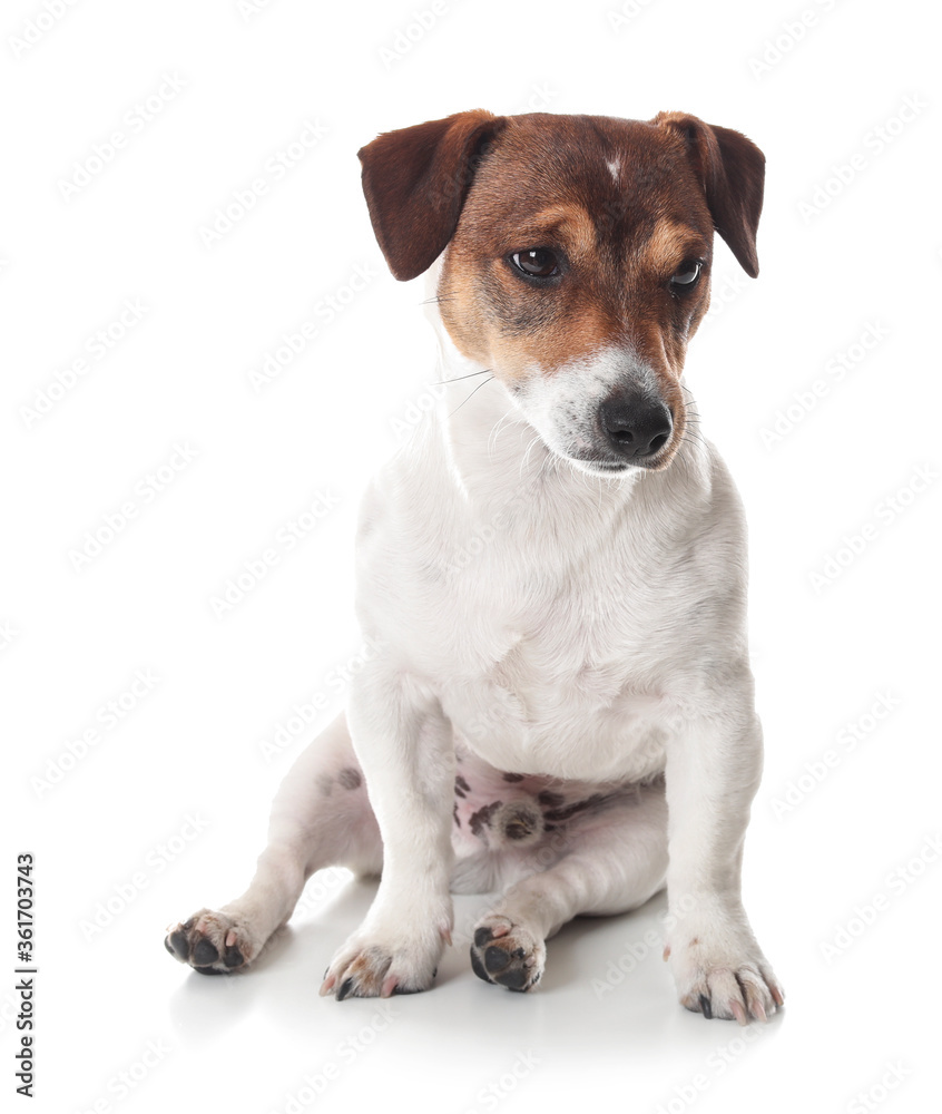 Cute Jack Russel Terrier on white background