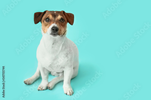 Cute Jack Russel Terrier on color background