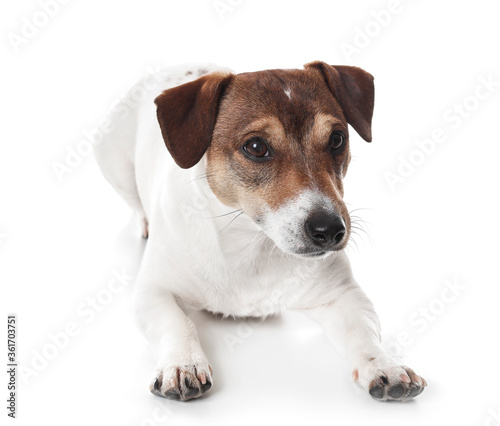 Cute Jack Russel Terrier on white background © Pixel-Shot
