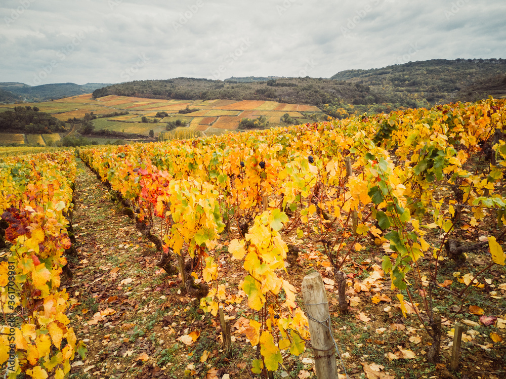 Naklejka premium feuillage automnal dans les vignes de Bourgogne