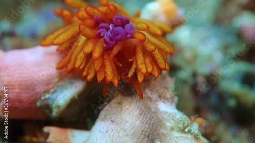 Wallpaper Mural Close-up. Black Gill Phestilla sits on a fragment of coral and a strong current tries to carry it away. Philippines Malapascua. Torontodigital.ca