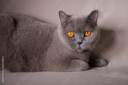 Blue British shorthair cat