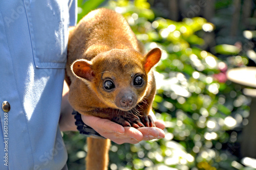 Adorable Kinkajou, Potos flavus, with big cute eyes looking at the camera, sitting on the hand photo