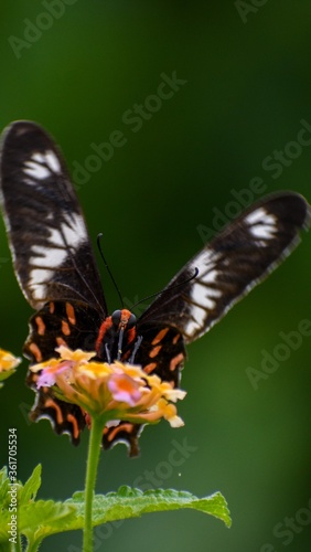 butterfly on a flower