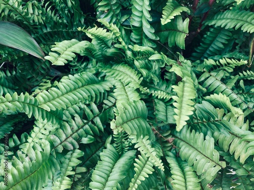 Green plant and leaves background. Nephrolepis exaltata or Boston Swordfern or Boston Fern Kinney is an common tropical ornamental plant, mainly for its easy care. photo