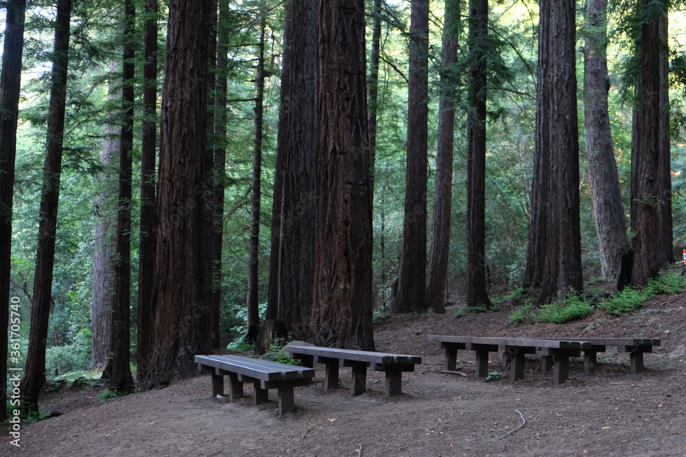 Red wood trees with benches to relax