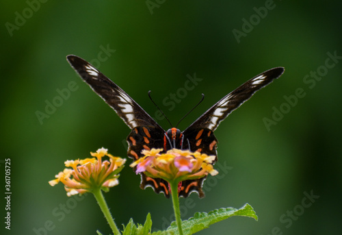 butterfly on flower