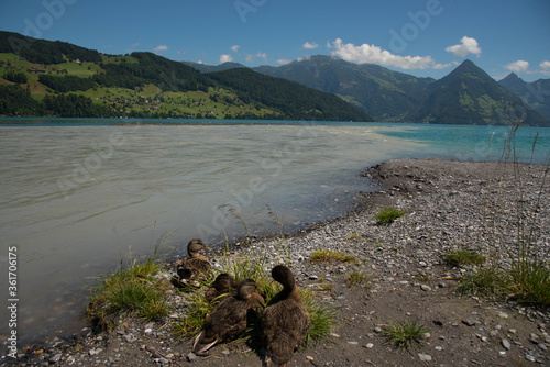 Ufer des Vierwaldstätter sees in Buochs in der Schweiz