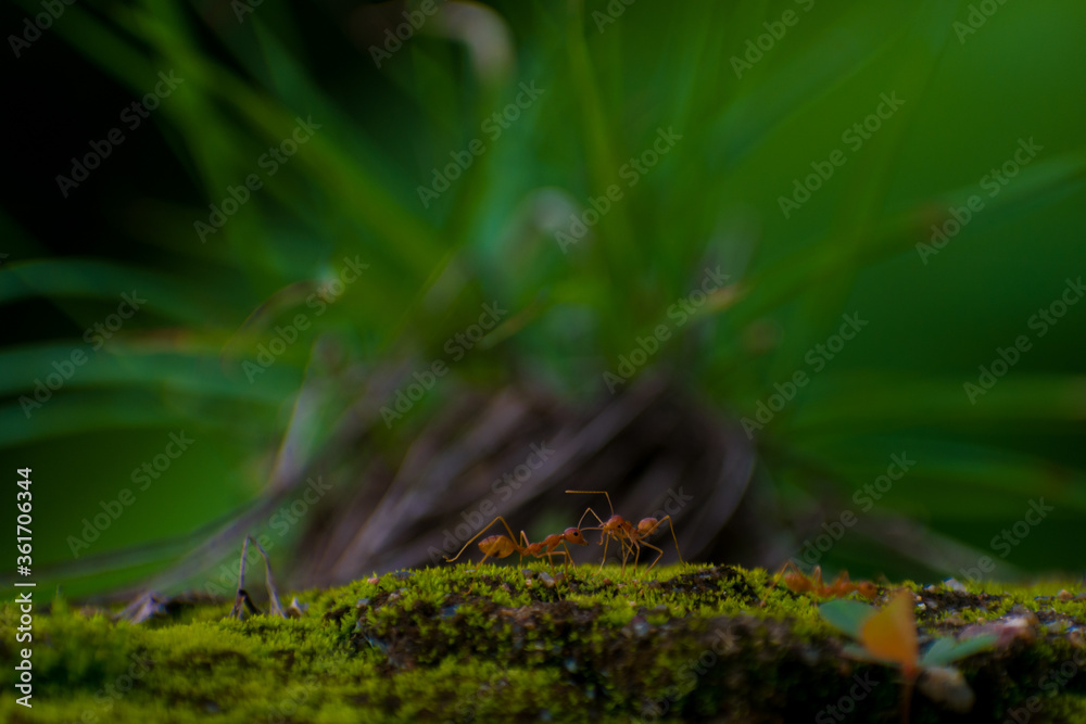 Obraz premium ANTS ON THE MOSS 