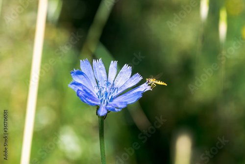 A type of hoverfly, sphaerophoria, feeding on the nectar of a cichorium intybus on a green natural background
