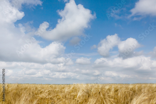 View of beautiful field and sky with clouds in countryside