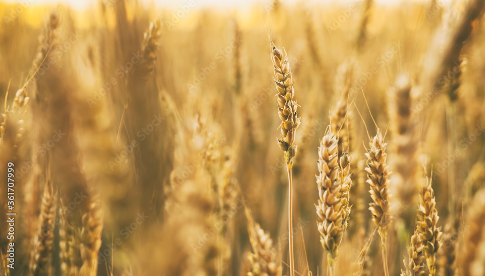 The field with wheat on sunset The field with wheat on sunset