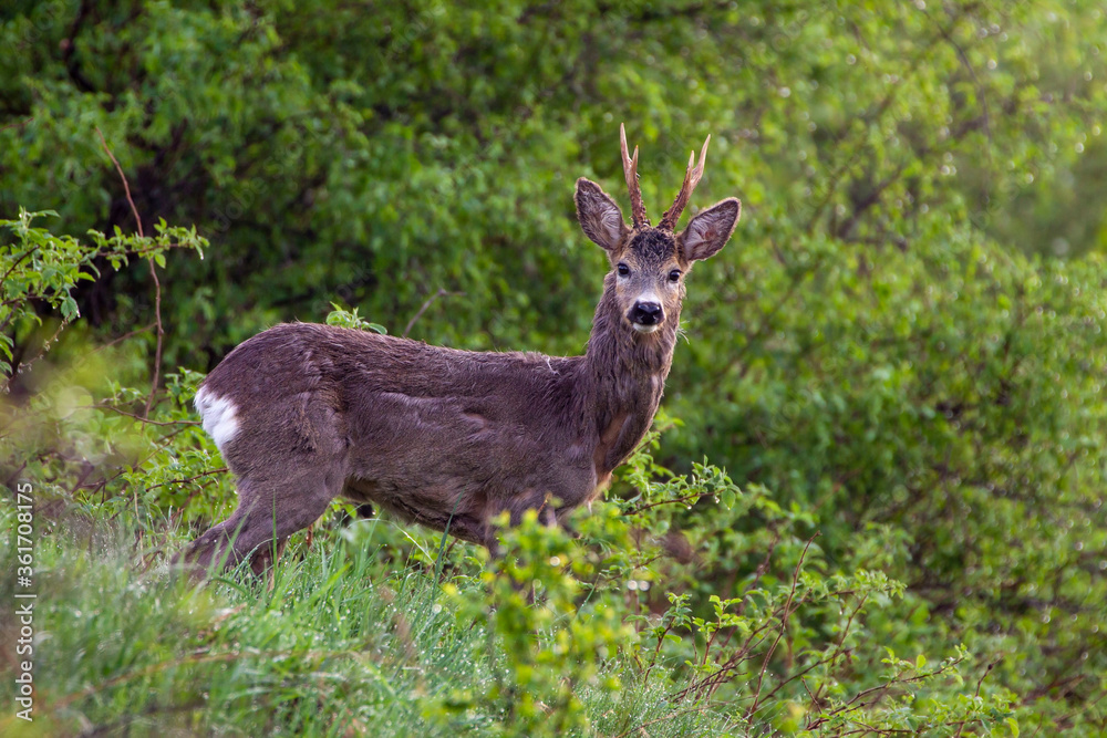 Roe Deer (Capreolus Capreolus) in spring still in winter fur standing and looking on the meadow during the sunrise. Roe Deer (Capreolus Capreolus) in spring still in winter fur standing and looking on the meadow during the sunrise.