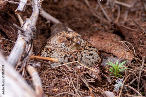 Hazel Grouse. A woman. Tetrastes bonasia. The hen sits on the eggs. Perfectly blends in with the environment.